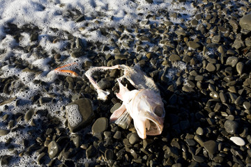 Neuseeland, Fischkadaver am Strand