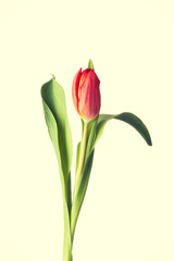 Obraz premium One tulip flower.