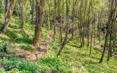 Fototapeta premium Path in the forest or park