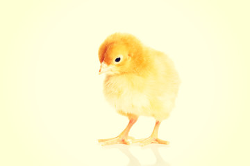 Small yellow Easter chick.