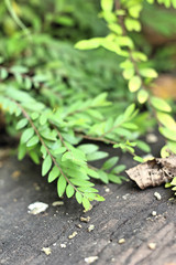 Leaves green in the nature