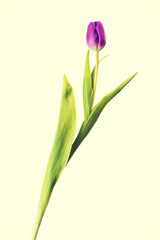 One tulip flower.