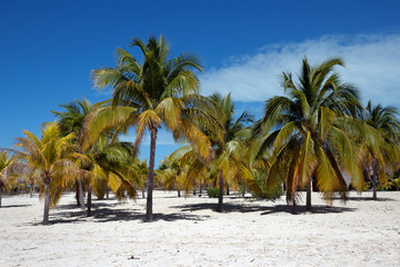 Fototapeta na wymiar Palm trees on white sand, Cayo Largo del Sur - Cuba