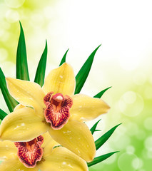 orchid flower