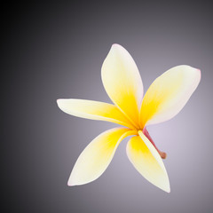 Obraz premium Plumeria flower isolated on the grey background