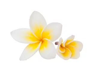 Cercles muraux Frangipanier Plumeria flower isolated on the white background