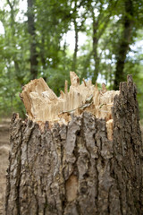 stump in the forest