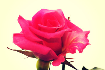 The pink rose flower.