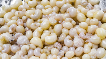 subterranean ant egg on iron plate  in the market at Chiang Mai