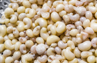 subterranean ant egg on iron plate  in the market at Chiang Mai