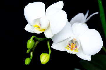 Fototapeta na wymiar White orchid Phalaenopsis