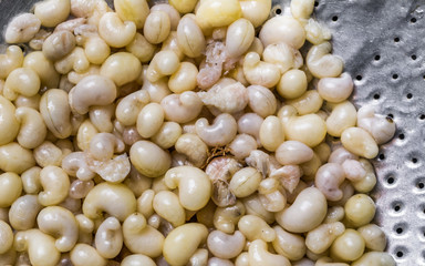 subterranean ant egg on iron plate  in the market at Chiang Mai