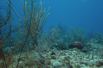 Fototapeta na wymiar Soft coral reef