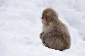 Baby Snow Monkey