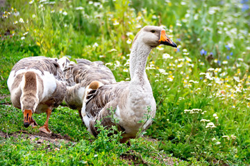 Geese gray on green grass