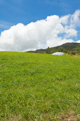 verte colline, Plaine des Cafres, île de la Réunion