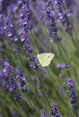 Lavendel mit Zitronenfalter