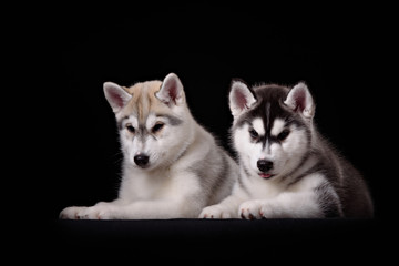 Two cute husky puppies