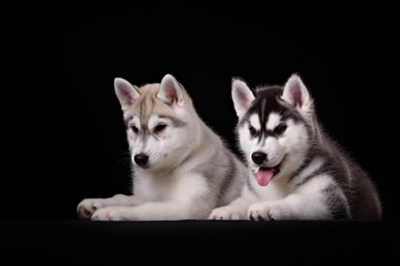 Two cute husky puppies