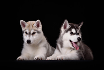 Two cute husky puppies