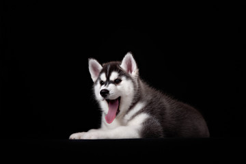 Cute little puppy of syberian husky