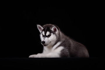 Cute little puppy of syberian husky