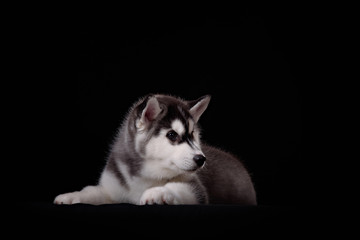 Cute little puppy of syberian husky