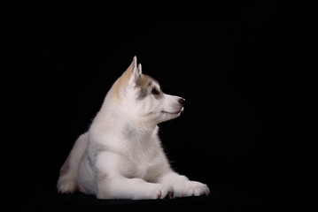 Cute little puppy of syberian husky