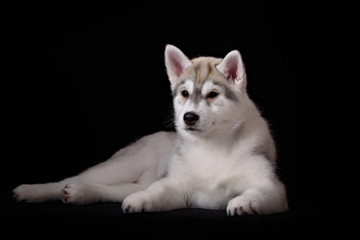 Cute little puppy of syberian husky