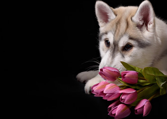 Siberian Husky puppy with flower