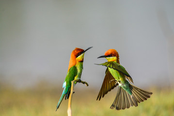 Bird