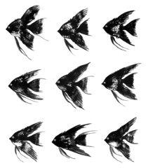 Set of vector watercolor black angelfish
