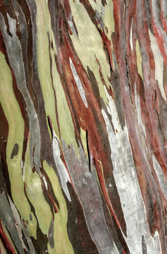 Eucalyptus Deglupta Tree Bark