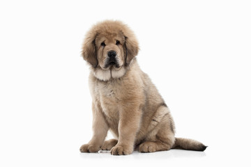 Dog. Tibetan mastiff puppy on white background