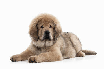 Dog. Tibetan mastiff puppy on white background