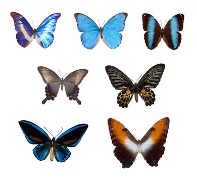 Collage tropischer Schmetterlinge, Niedersachsen, Deutschland