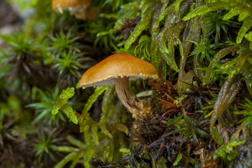 Mushroom in autumn colors Cystoderma sp