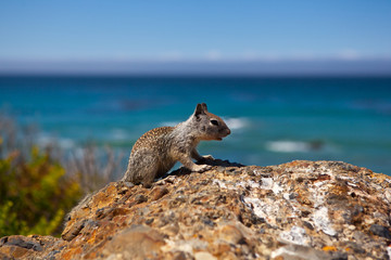 USA - squirell on Pacific Coast Highway one