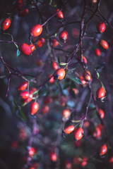 Rosehip berries on the twig, natural autumn vintage seasonal background