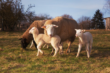 Sheep with lambs