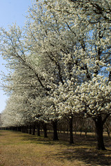 Fototapeta premium Flowering Trees