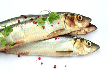harengs