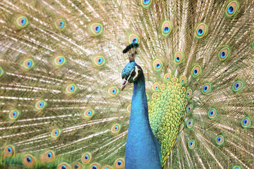 Obraz premium Peacock With Tail Extended