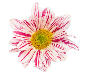 beauty chrysanthemum flower isolated on white