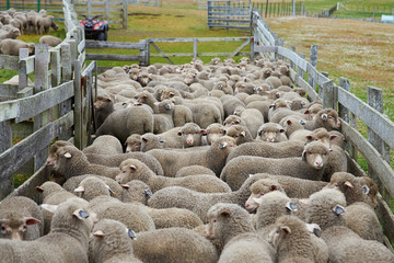 Naklejka premium Sheep in a Corral on the Falkland Islands