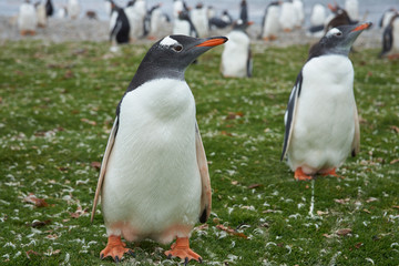 Gentoo Penguins (Pygoscelis papua)