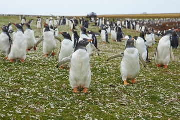 Obraz premium Gentoo Penguins (Pygoscelis papua)