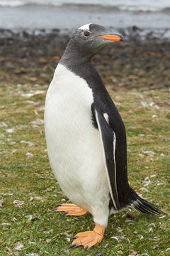 Gentoo Penguin (Pygoscelis papua)