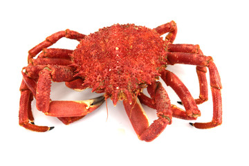 araignée de mer