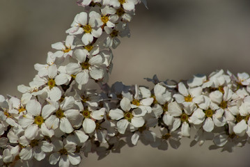Flowering Tree